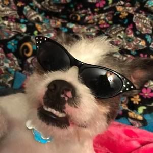 Meet your Posher, Patricia